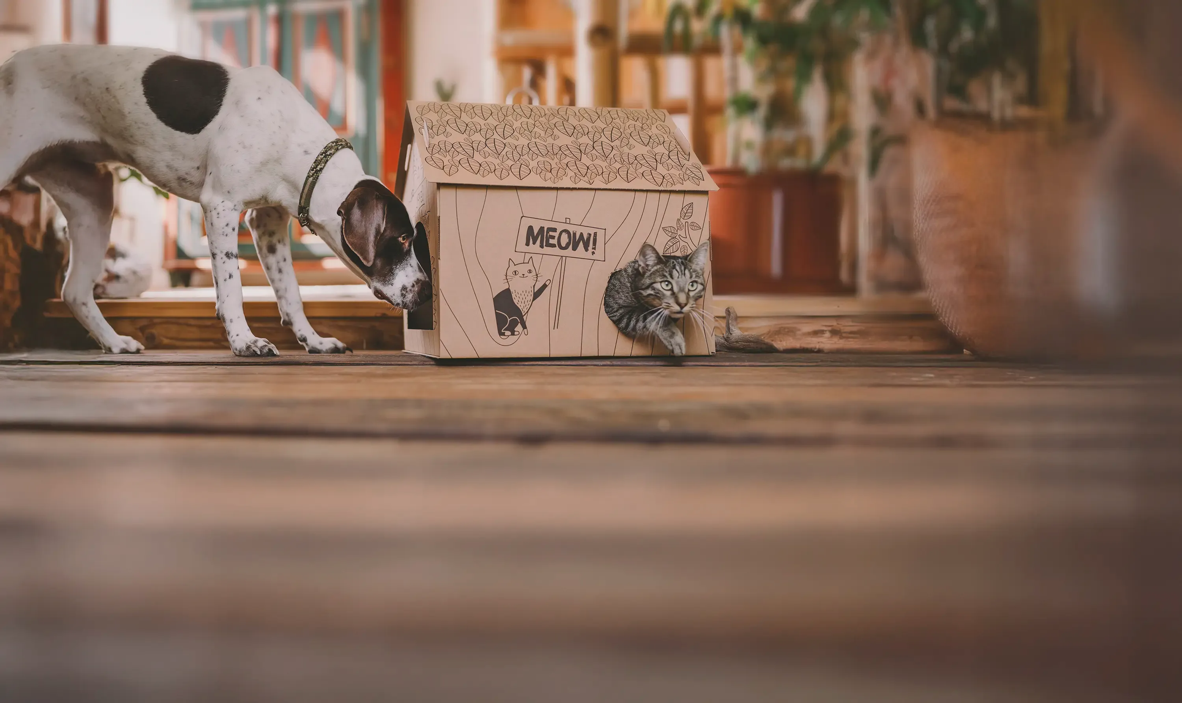 Green Petfood - Our food - Dog and cat