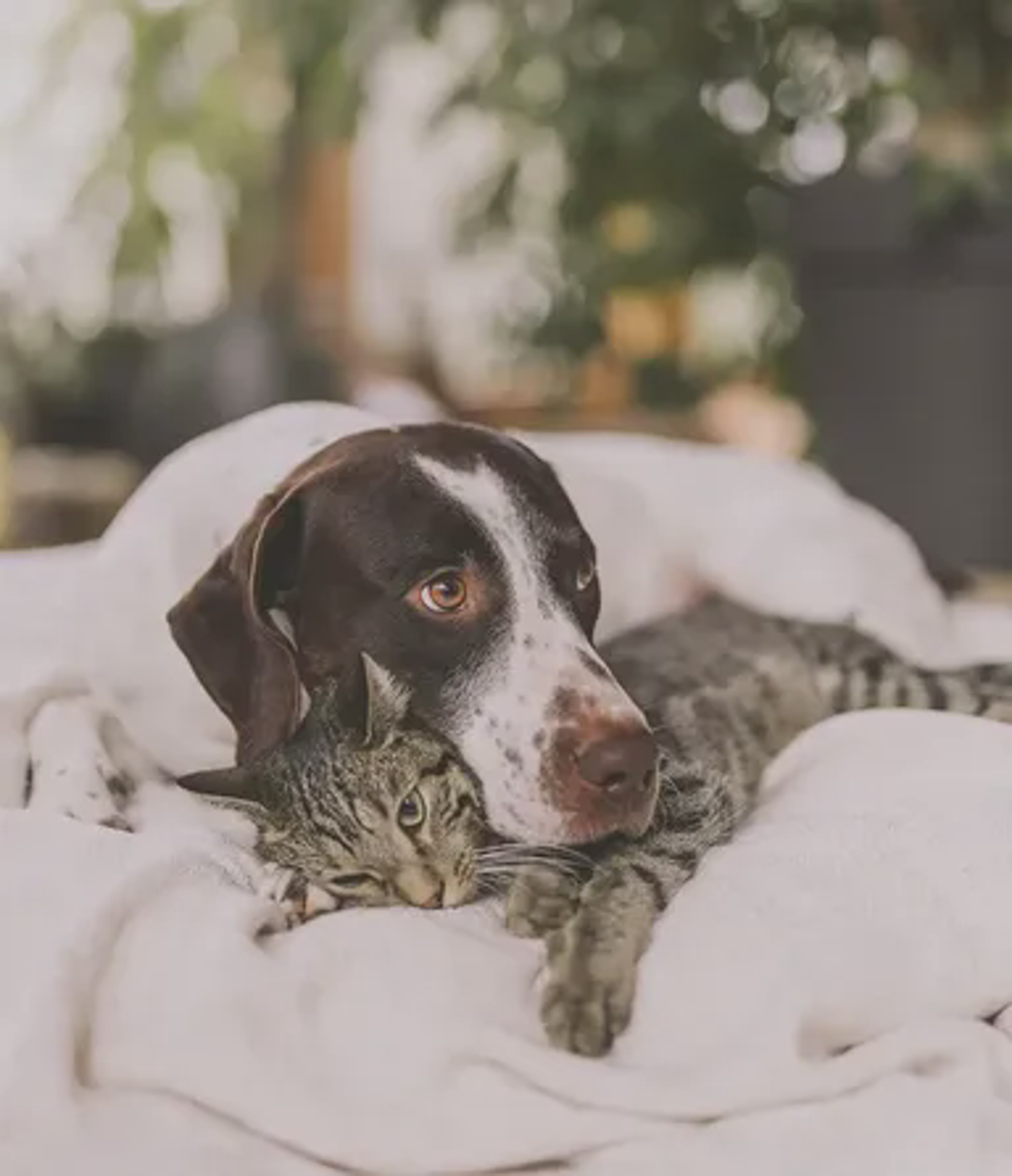 press dog cat