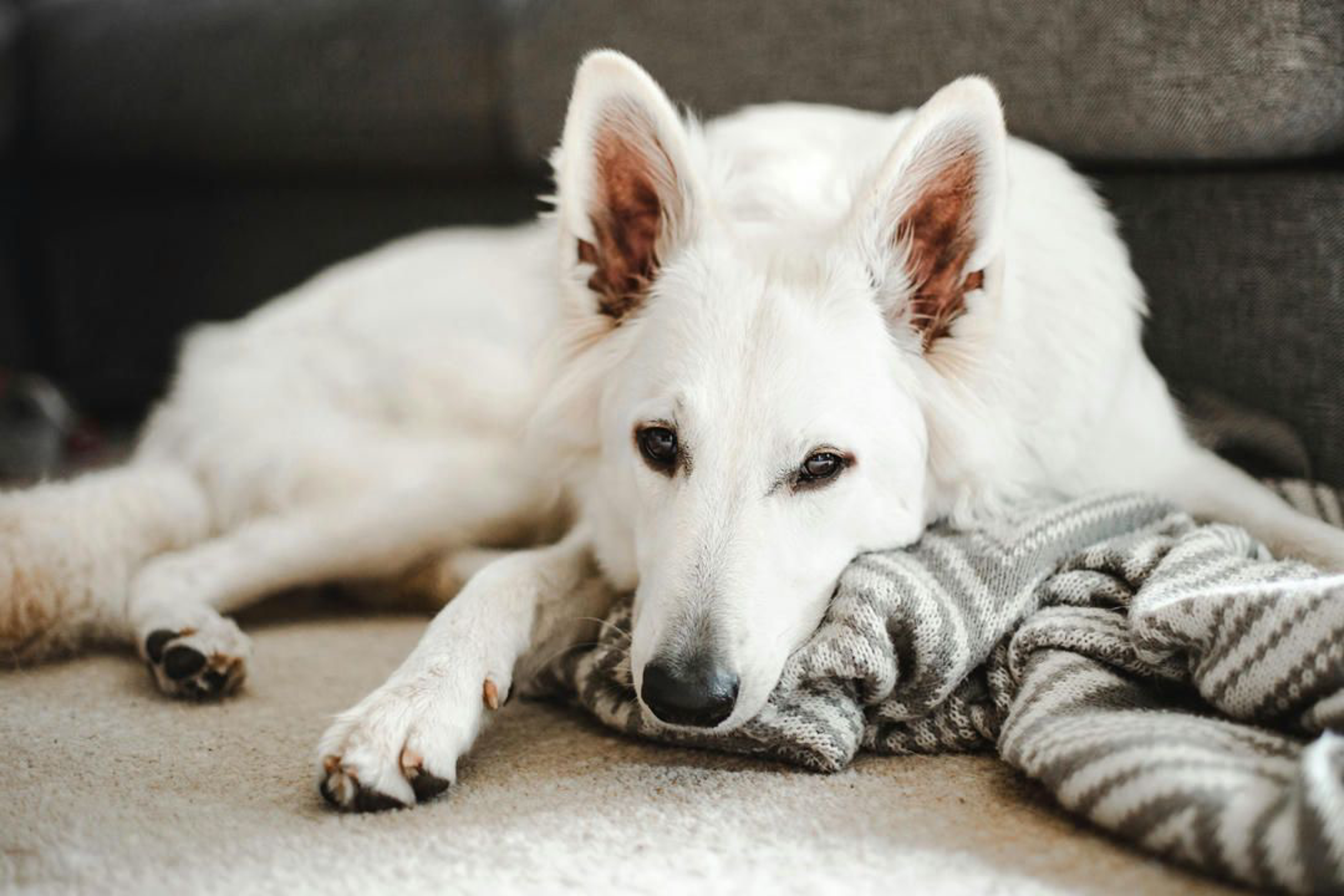 weißer Schäferhund liegt erschöpft auf einer Strickdecke vor dem Sofa